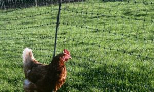 Electric Chicken Fence 25m - Australian Exclusive - Made In Germany